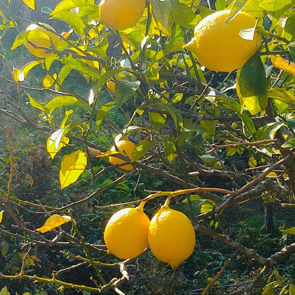 レモンの旬 一年中太陽の味わいを楽しむ 鞆の浦リモンチーノ│瀬戸田で育てたレモンのリキュール